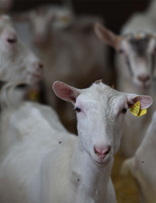 Vente en ligne de fromage de chèvre