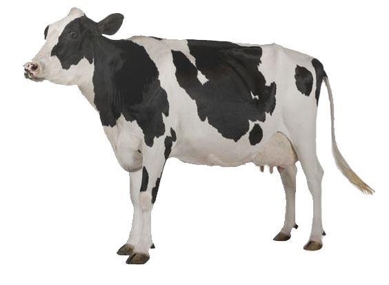 Lait de vache